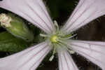 Eastern fringed catchfly